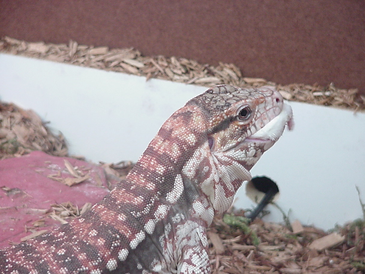 my tegu drake eating