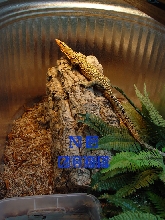 Male Yellow Monitor, V. melinus