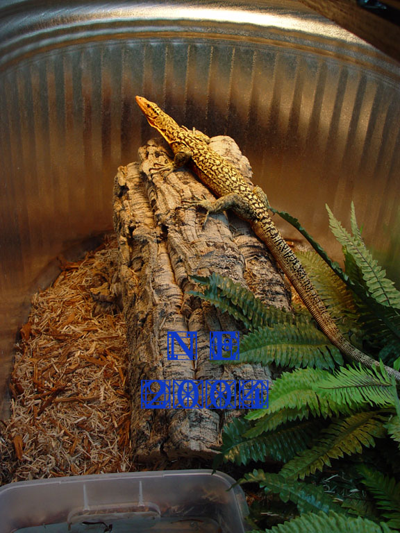 Male Yellow Monitor, V. melinus