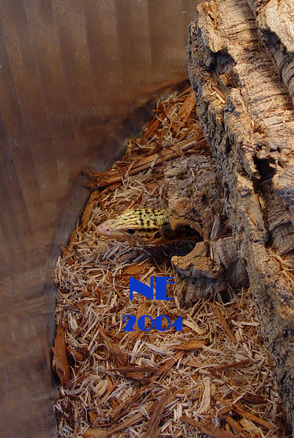 Male Yellow Monitor