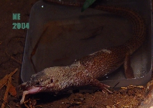 female storri choking down a fuzzie
