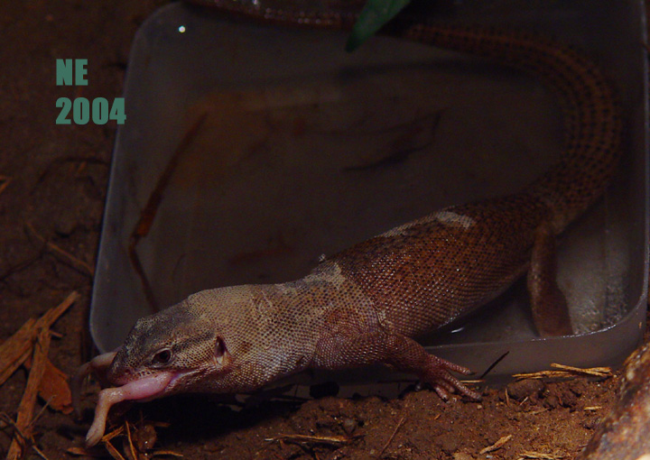 female storri choking down a fuzzie