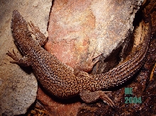 Male Storrs monitor