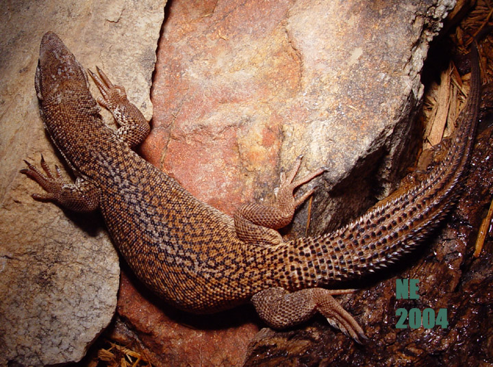 Male Storrs monitor