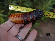 Big Male Hisser