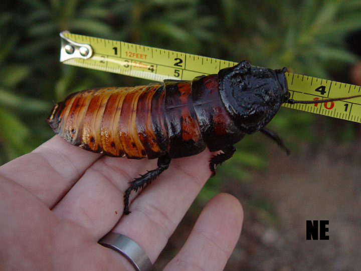 Big Male Hisser