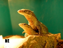 storri pair