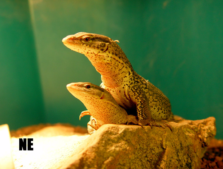 storri pair