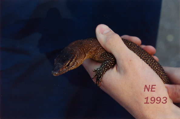 Male Timor