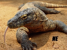 komodo