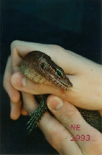 Timor bite1