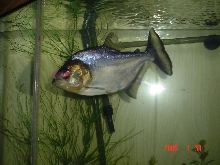 black belly piranha