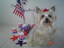 Patriotic  Pup