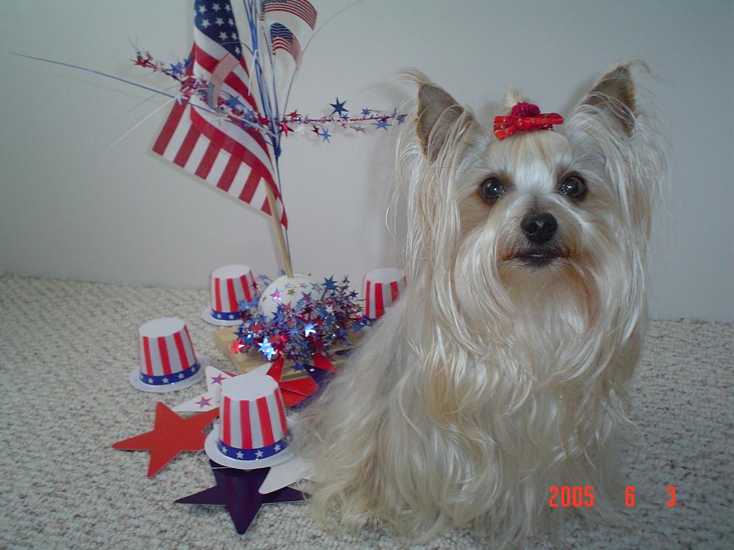 Patriotic  Pup