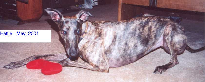 Hattie