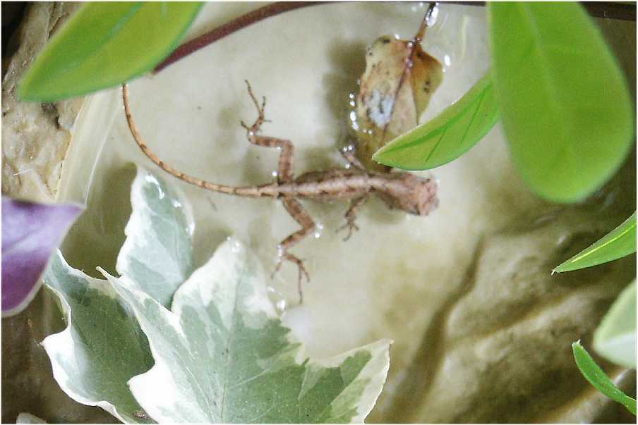 Name This Lizard