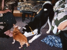 Yukon and Freddy