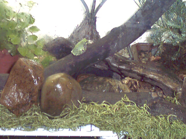 Tommy the Hyla versicolor