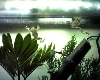 Bonsi trees and frog