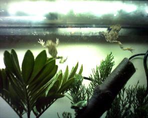 Bonsi trees and frog