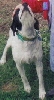 My Dog Princess