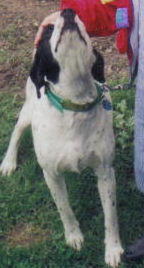 My Dog Princess