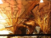 leopard gecko enclosure