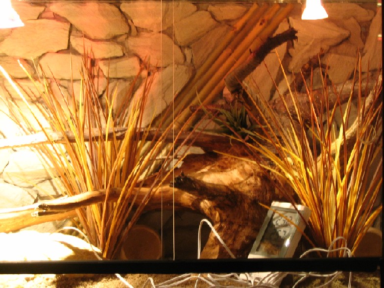 leopard gecko enclosure