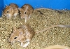 Persian Jirds