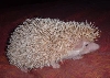 my new male