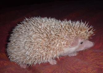 my new male