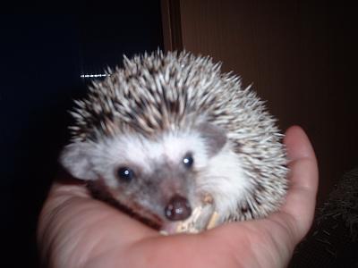 truffle again