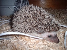 Truffle
