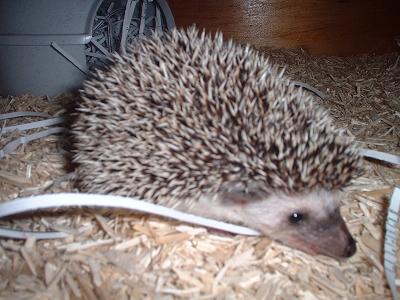 Truffle