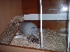 truffle in his new home