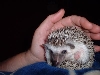 my hog
