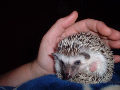my hog