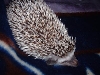 sleepy head