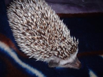 sleepy head