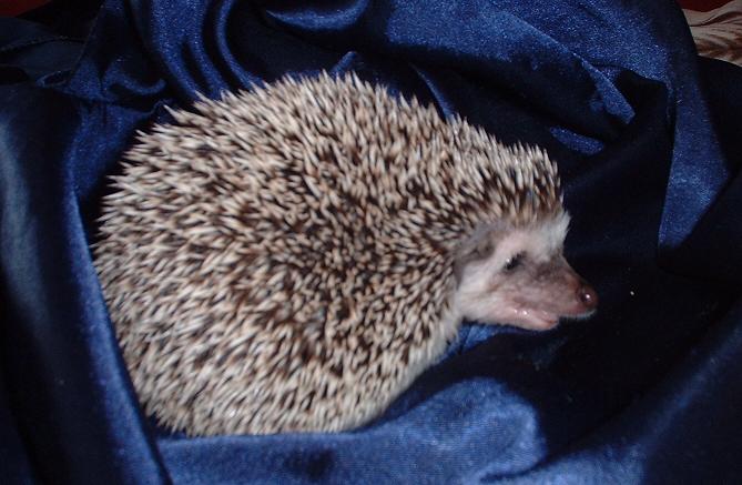 Truffle after a bath