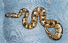 new hatchling