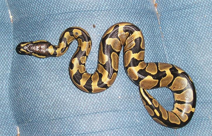 new hatchling