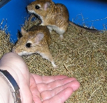 Persian Jirds again