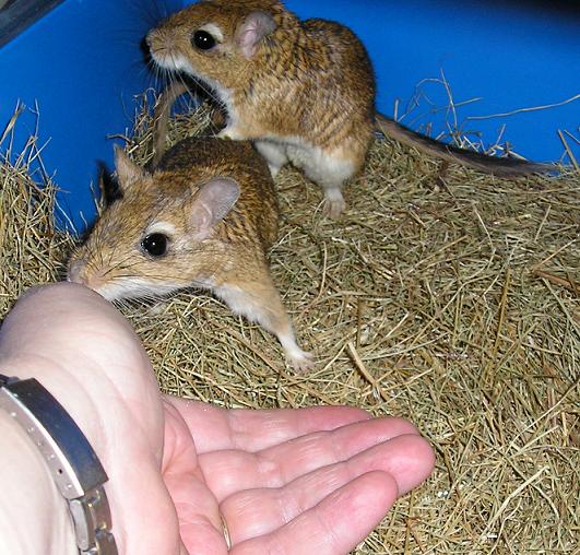 Persian Jirds again