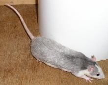 Rat