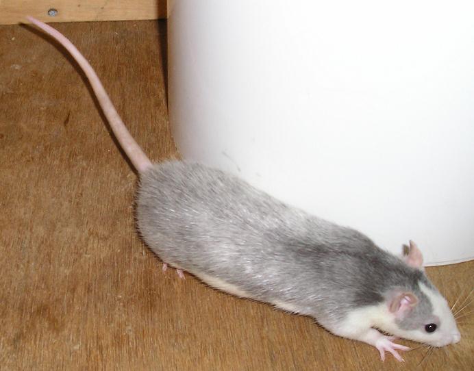 Rat