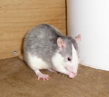 cleaning rat