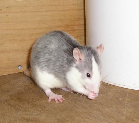 cleaning rat
