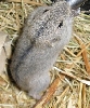Cute Lemming