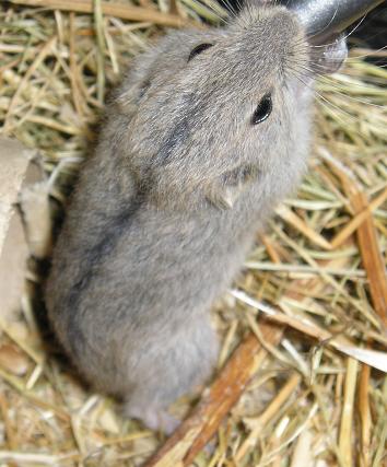 Cute Lemming